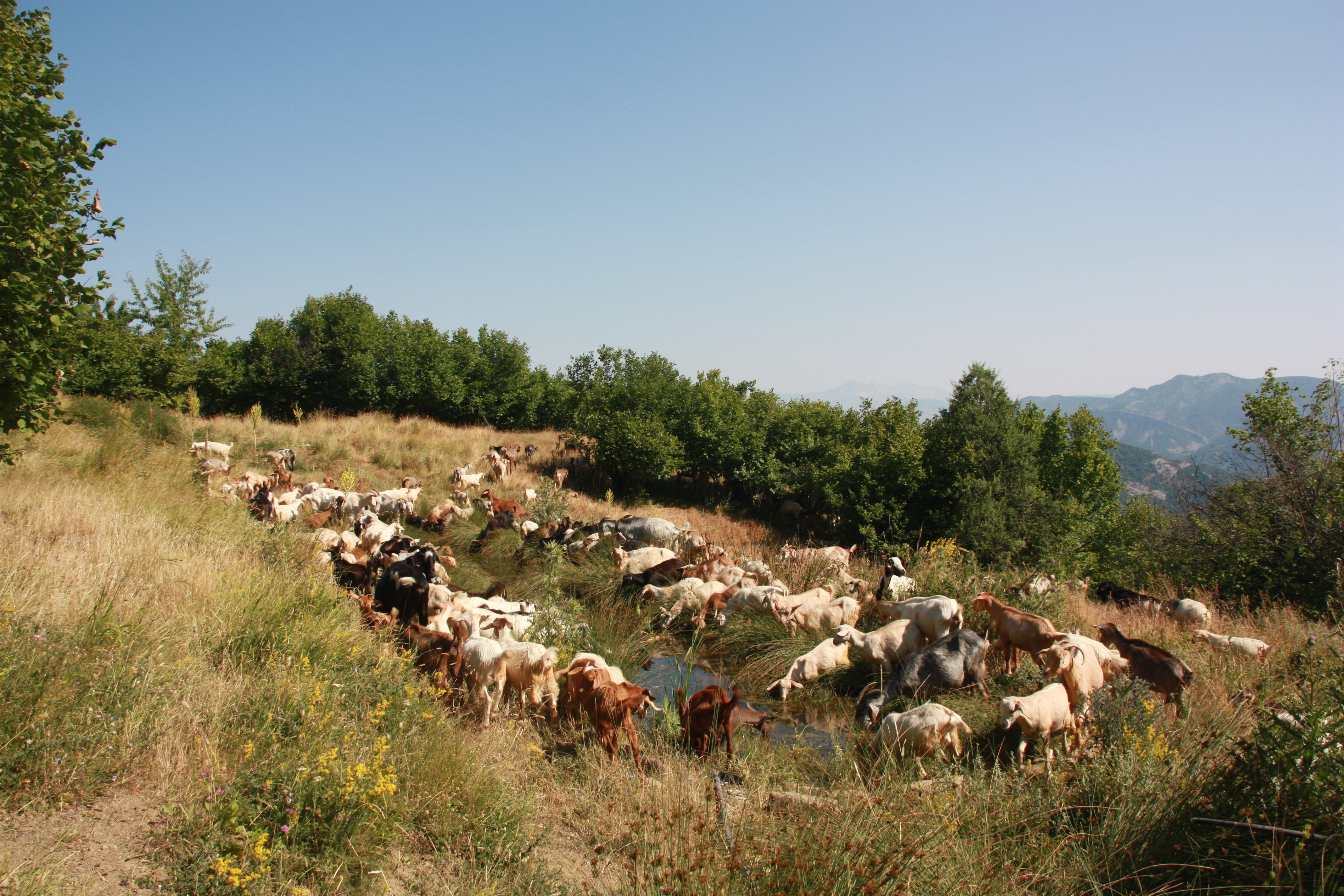 Goats at a watering spot